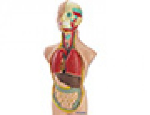 Jogo miniland anatomia humana 11 pecas 50 cm , Miniland , 68602 , 8413082990206